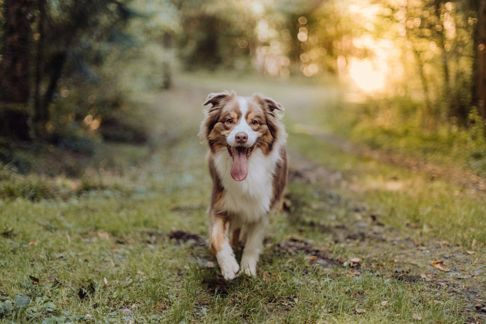 Dogs playing at Wimbledon Common during professional daycare service in South West London